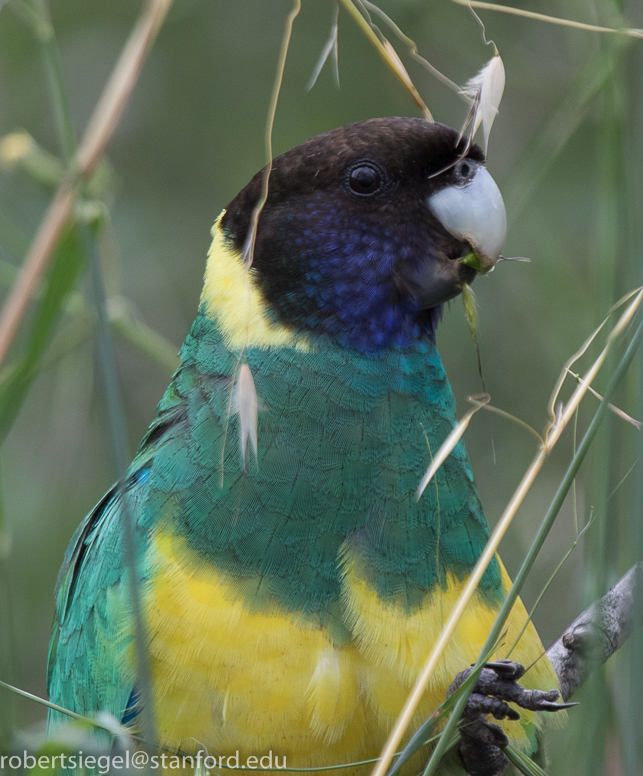 australian ringneck